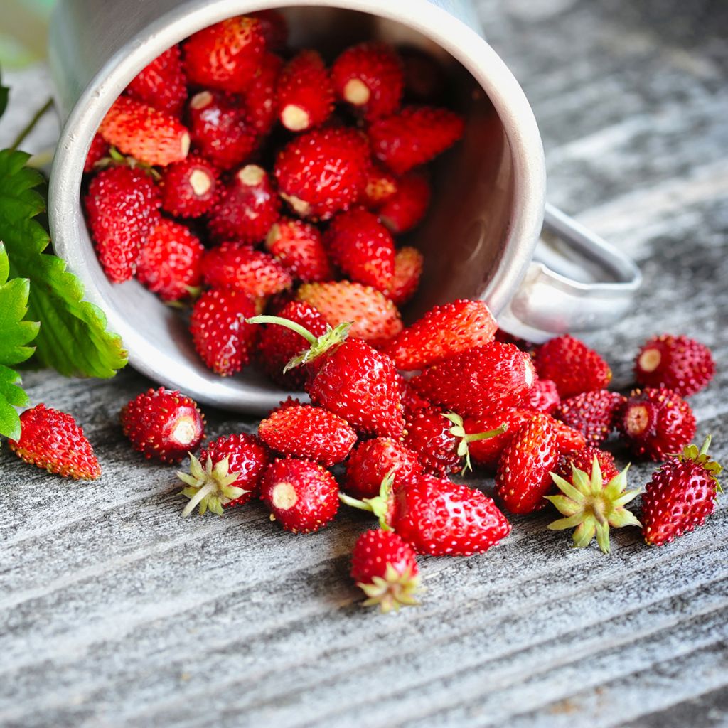 Fragola delle quattro stagioni