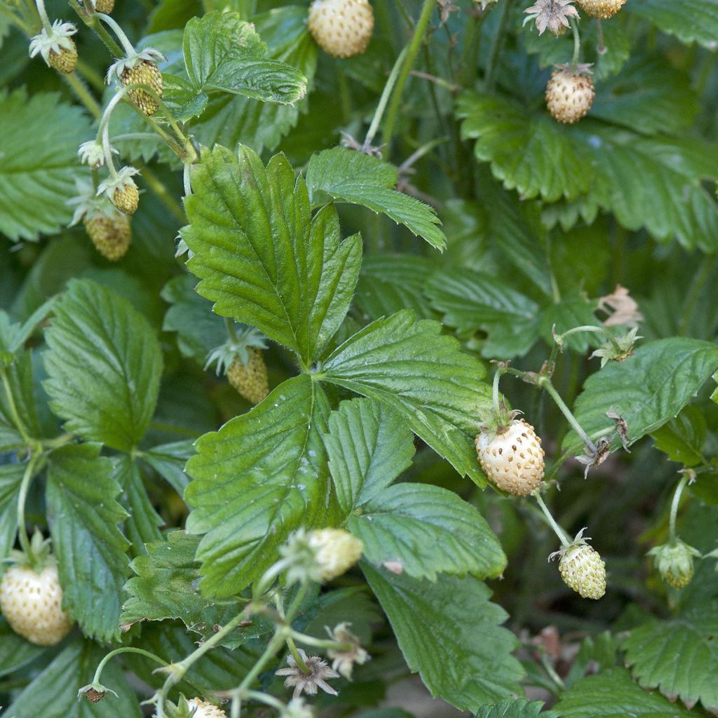 Fragola Yellow Wonder