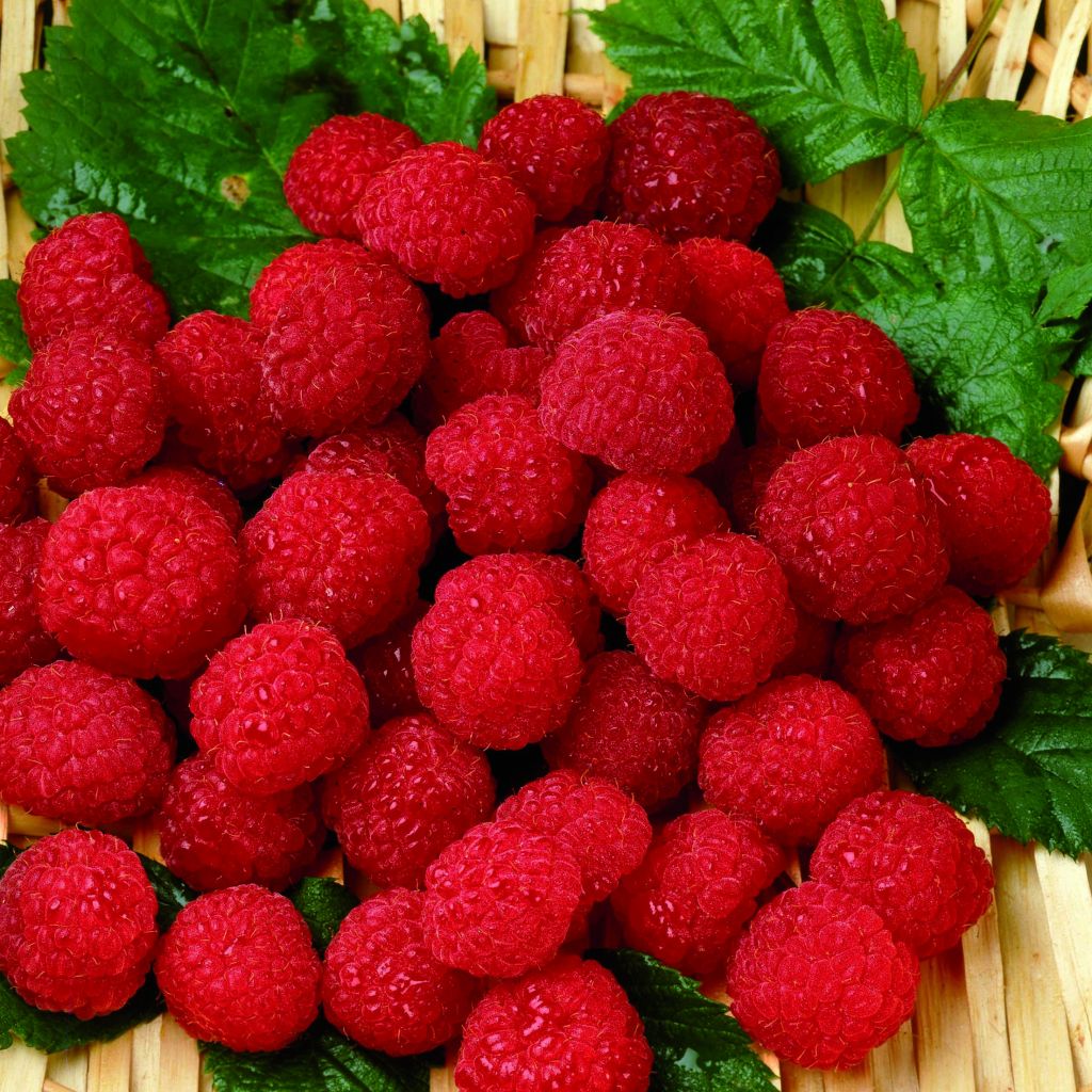 Lampone Belle de Malicorne delgrosse