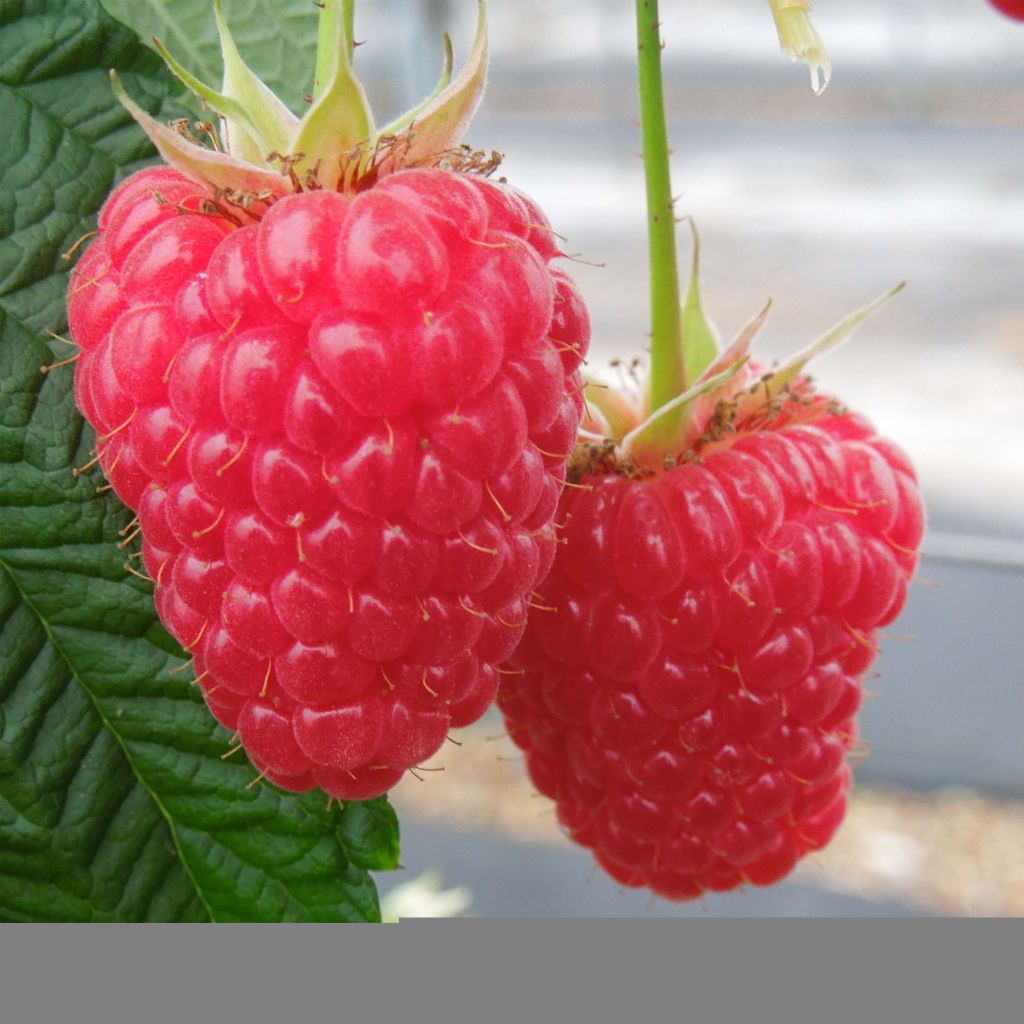 Lampone Versailles Bio