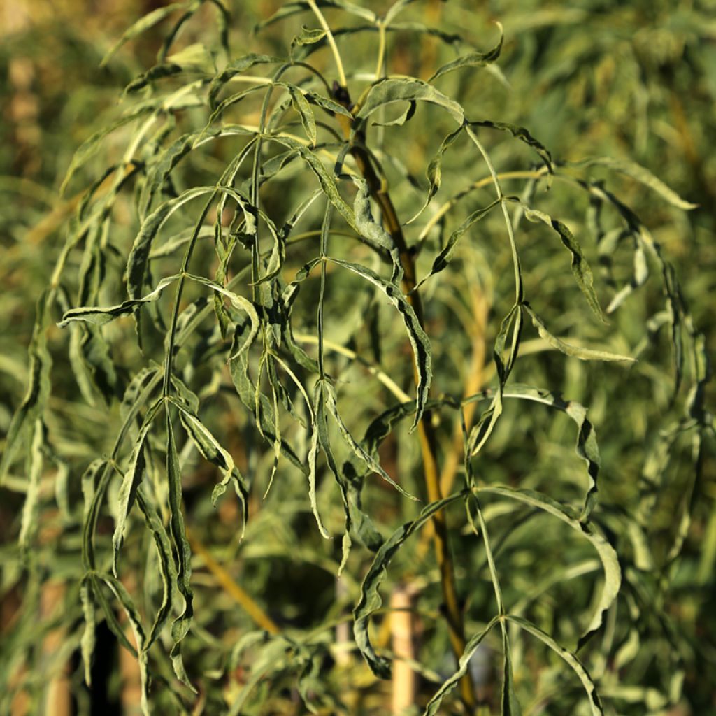 Fraxinus excelsior Aarsee - Frassino maggiore
