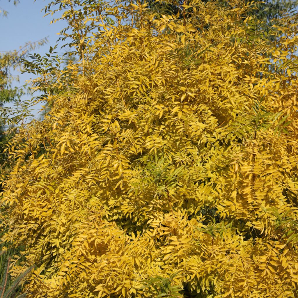 Fraxinus excelsior Allgold - Frassino maggiore