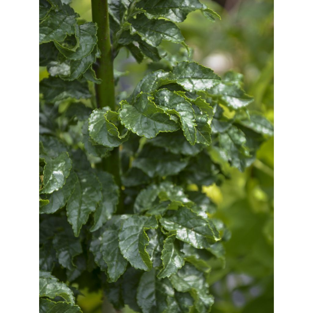 Fraxinus excelsior Crispa - Frêne à feuilles crispées
