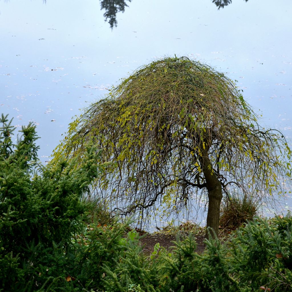 Fraxinus excelsior Pendula - Frassino maggiore