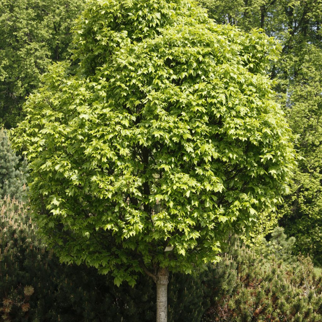 Fraxinus pennsylvanica Crispa