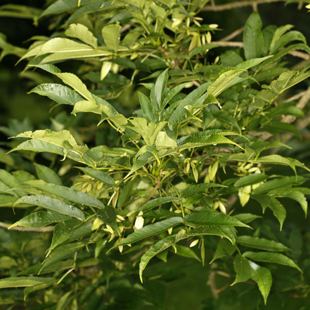 Fraxinus spaethiana