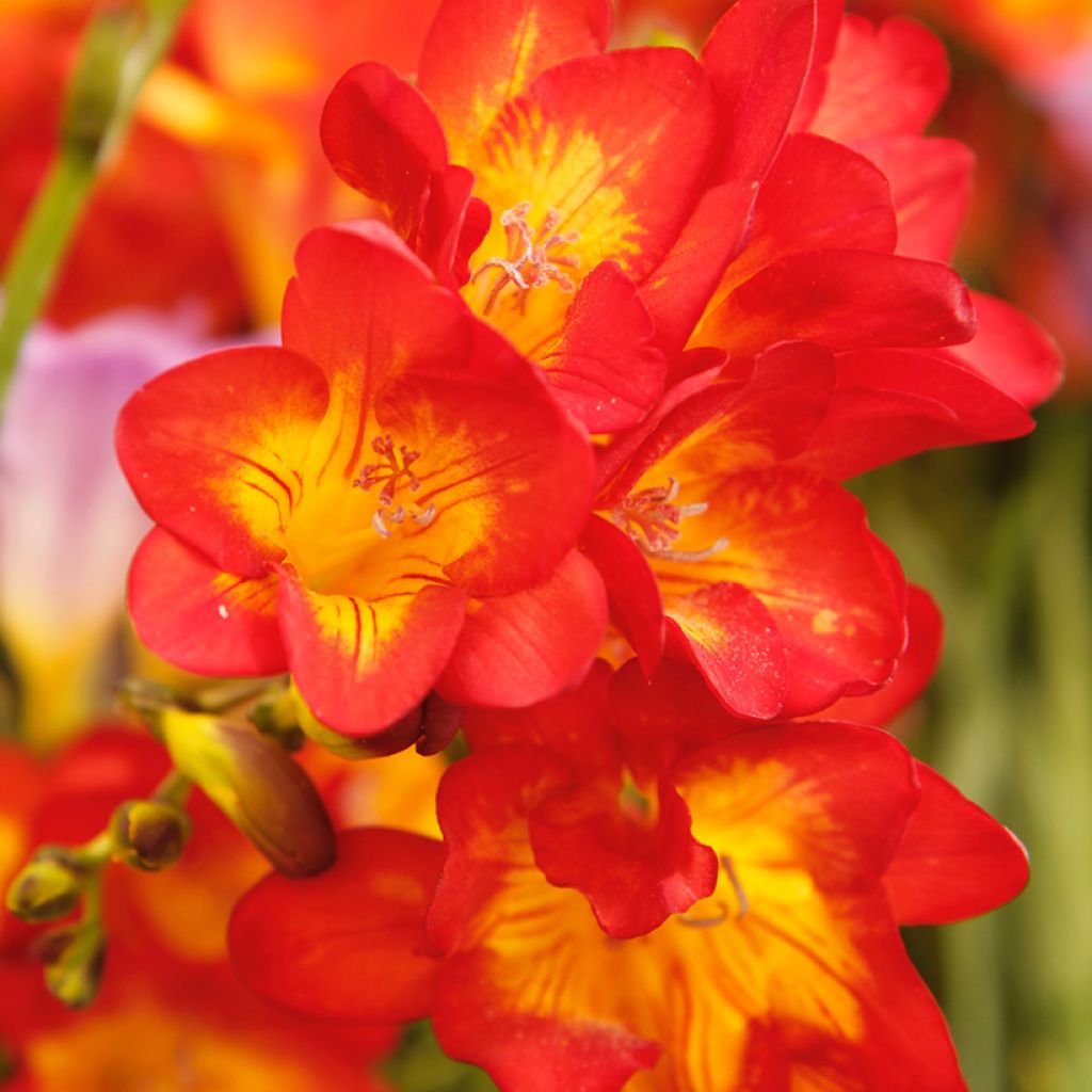 Freesia Simple Red
