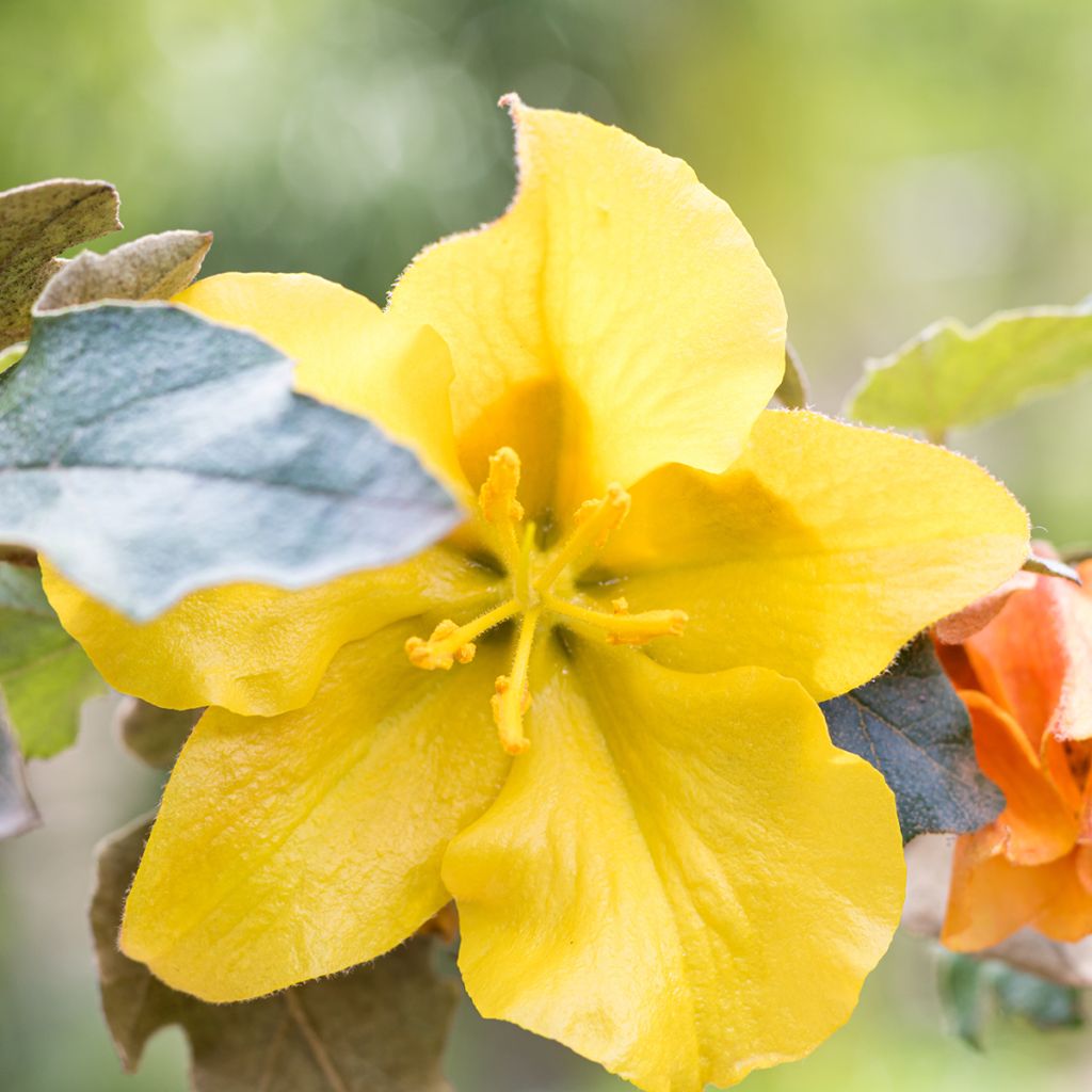 Fremontodendron californicum