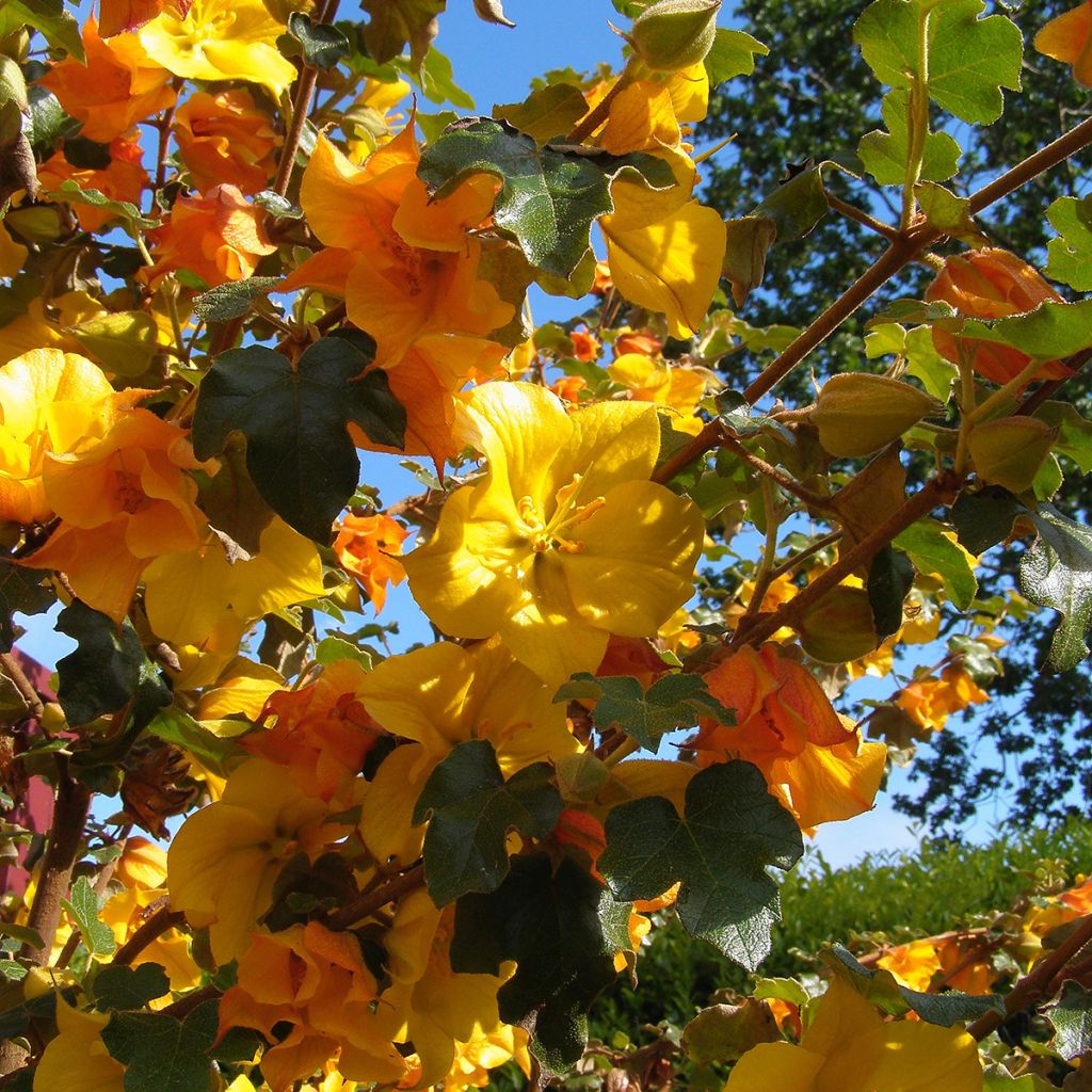Fremontodendron californicum