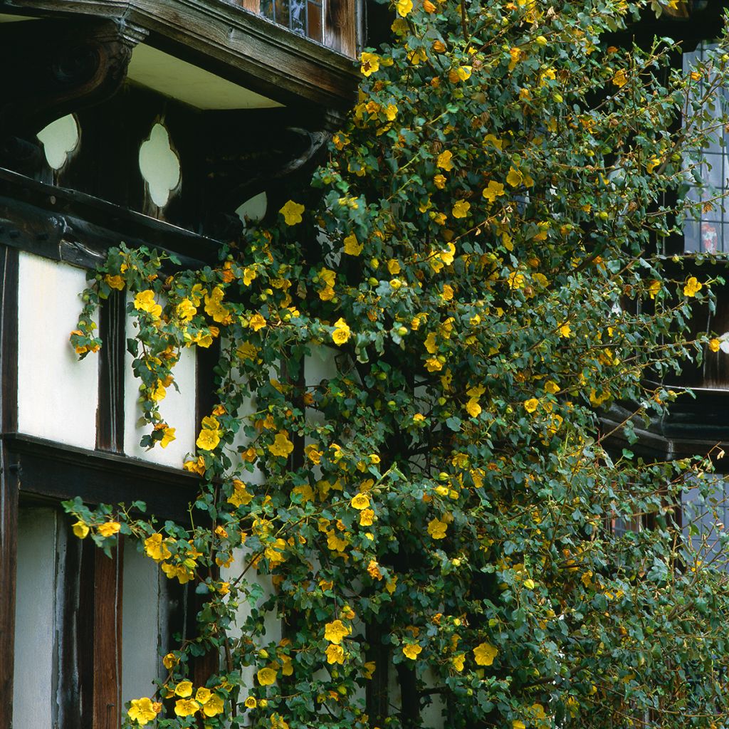 Fremontodendron californicum