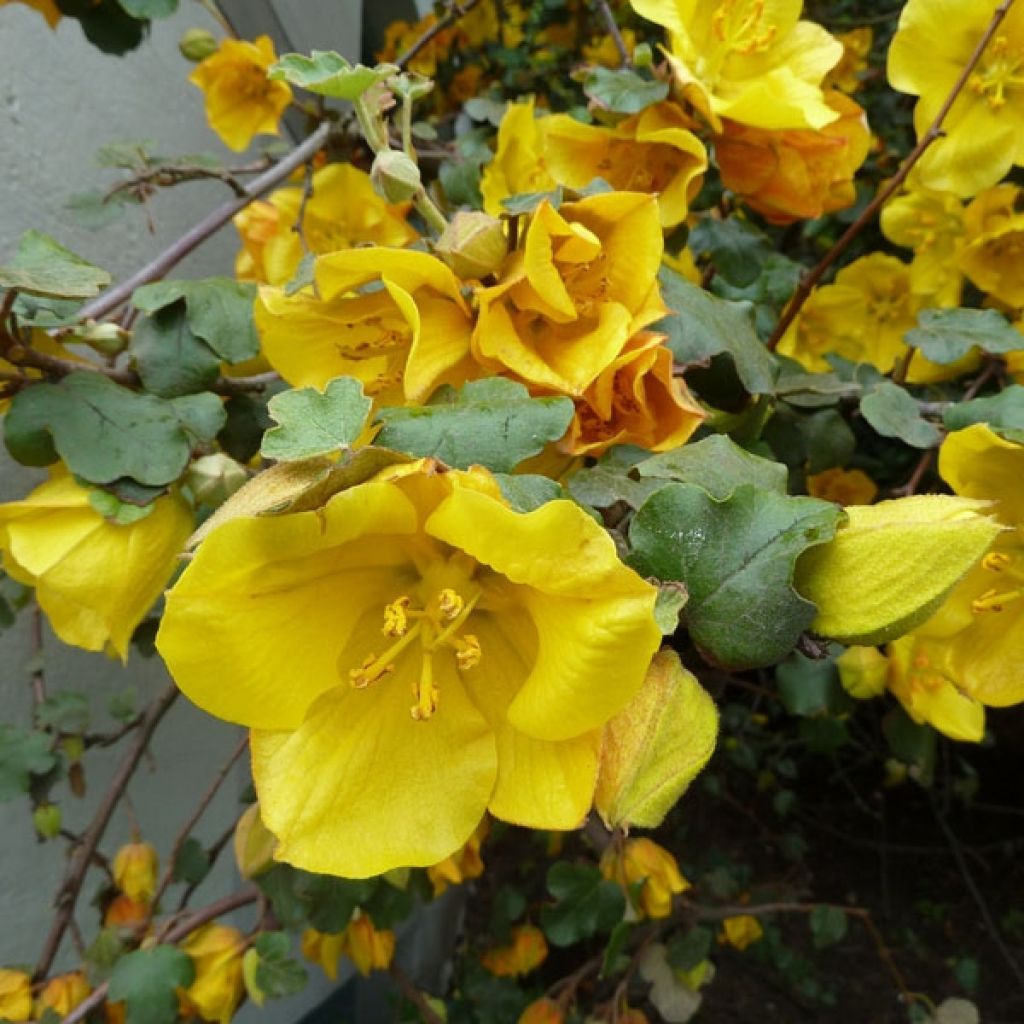 Fremontodendron californicum