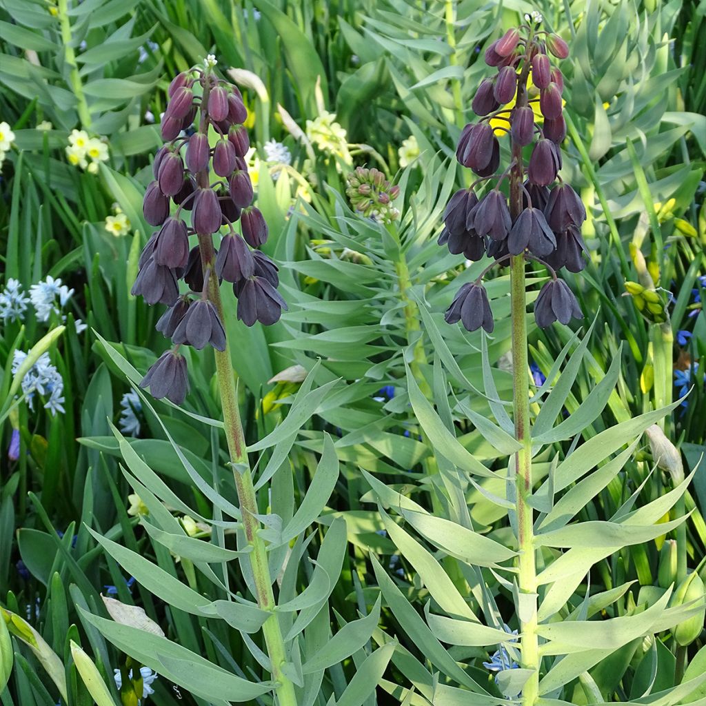 Fritillaria persica Adiyaman - Meleagride persiana