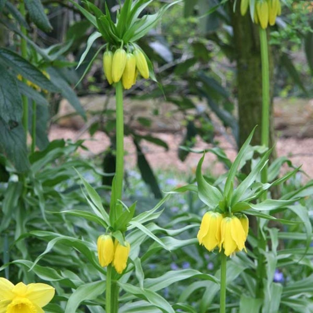 Fritillaria imperialis Lutea - Corona imperiale