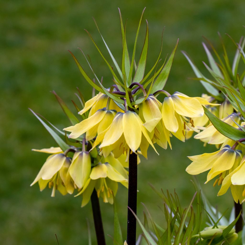 Fritillaire imperialis Early Sensation - Corona imperiale