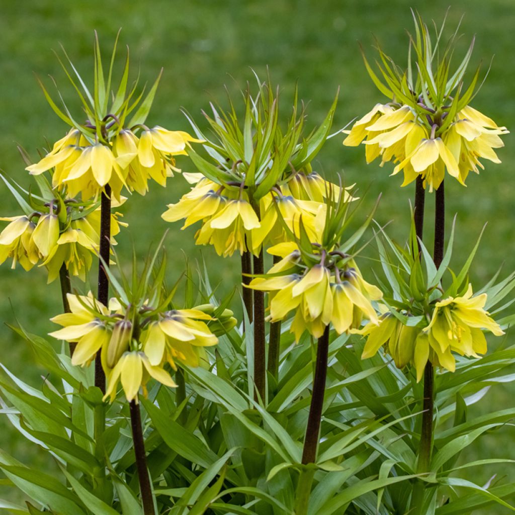 Fritillaire imperialis Early Sensation - Corona imperiale