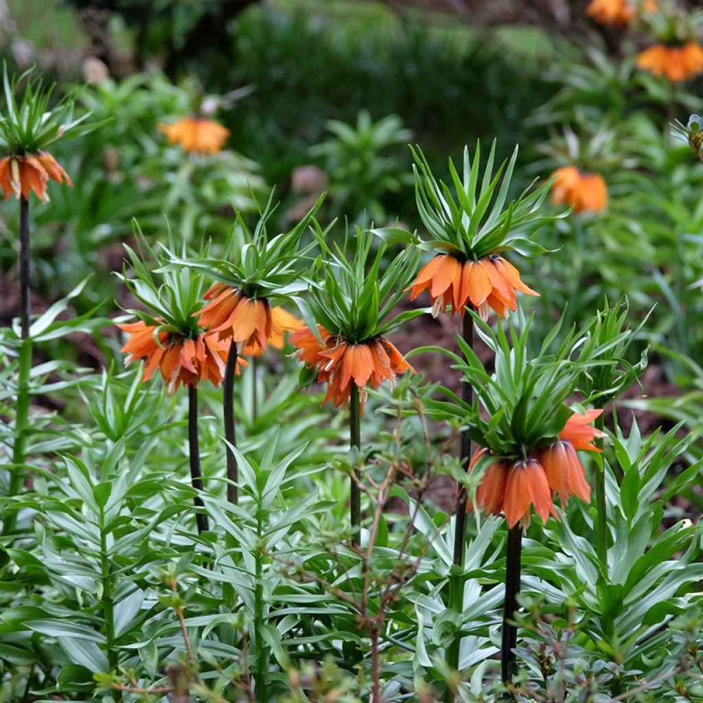 Fritillaire imperialis Sunset - Corona imperiale