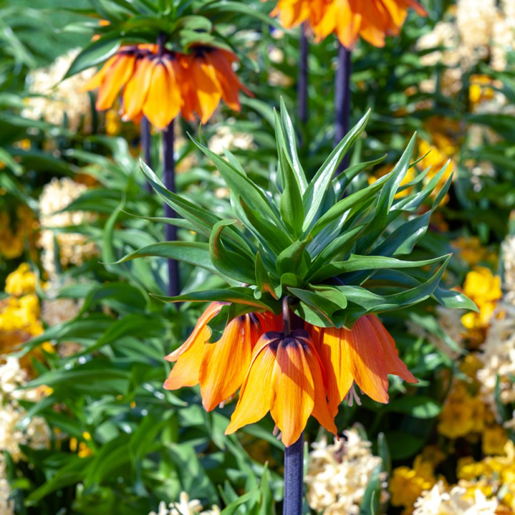 Fritillaire imperialis Sunset - Corona imperiale