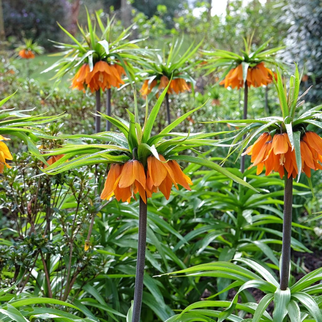 Fritillaire imperialis Sunset - Corona imperiale