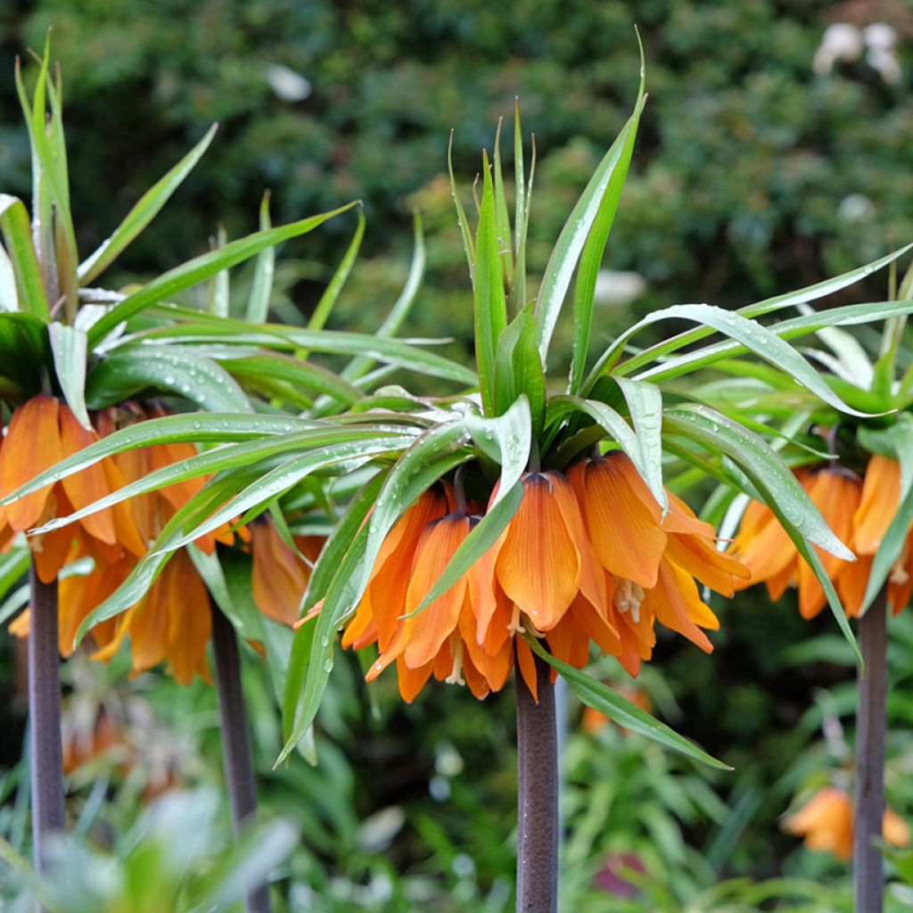 Fritillaire imperialis Sunset - Corona imperiale