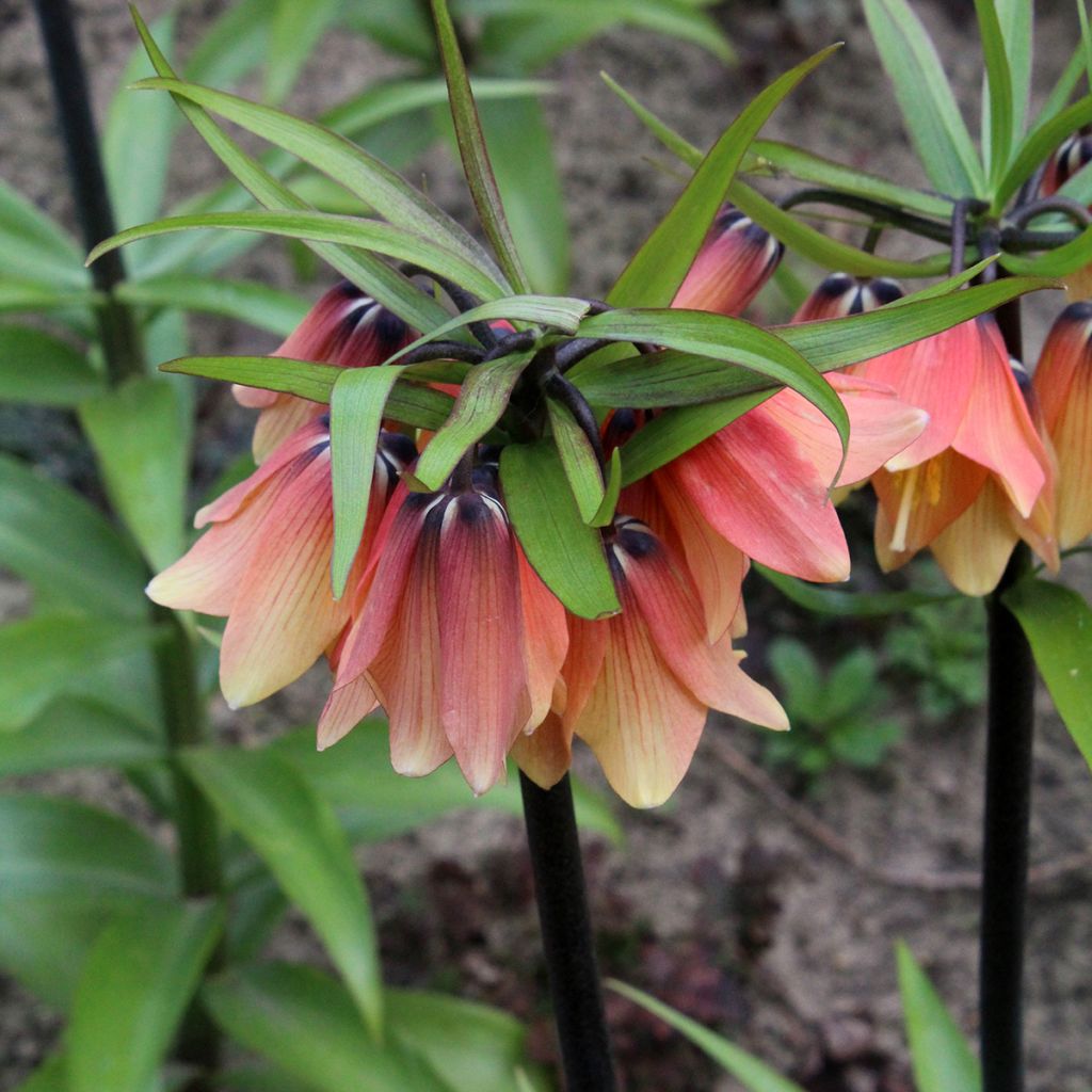 Fritillaria imperialis Orange Beauty - Corona imperiale