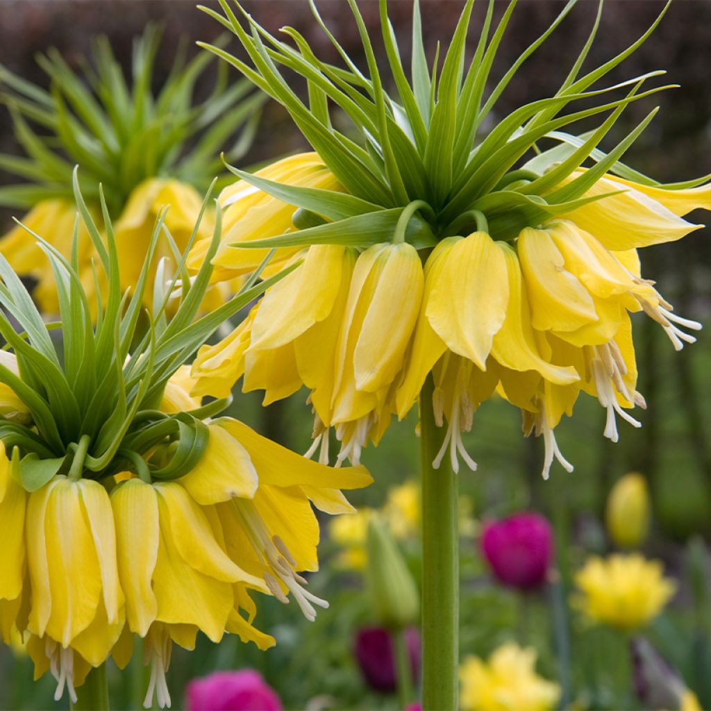 Fritillaria imperialis Lutea - Corona imperiale