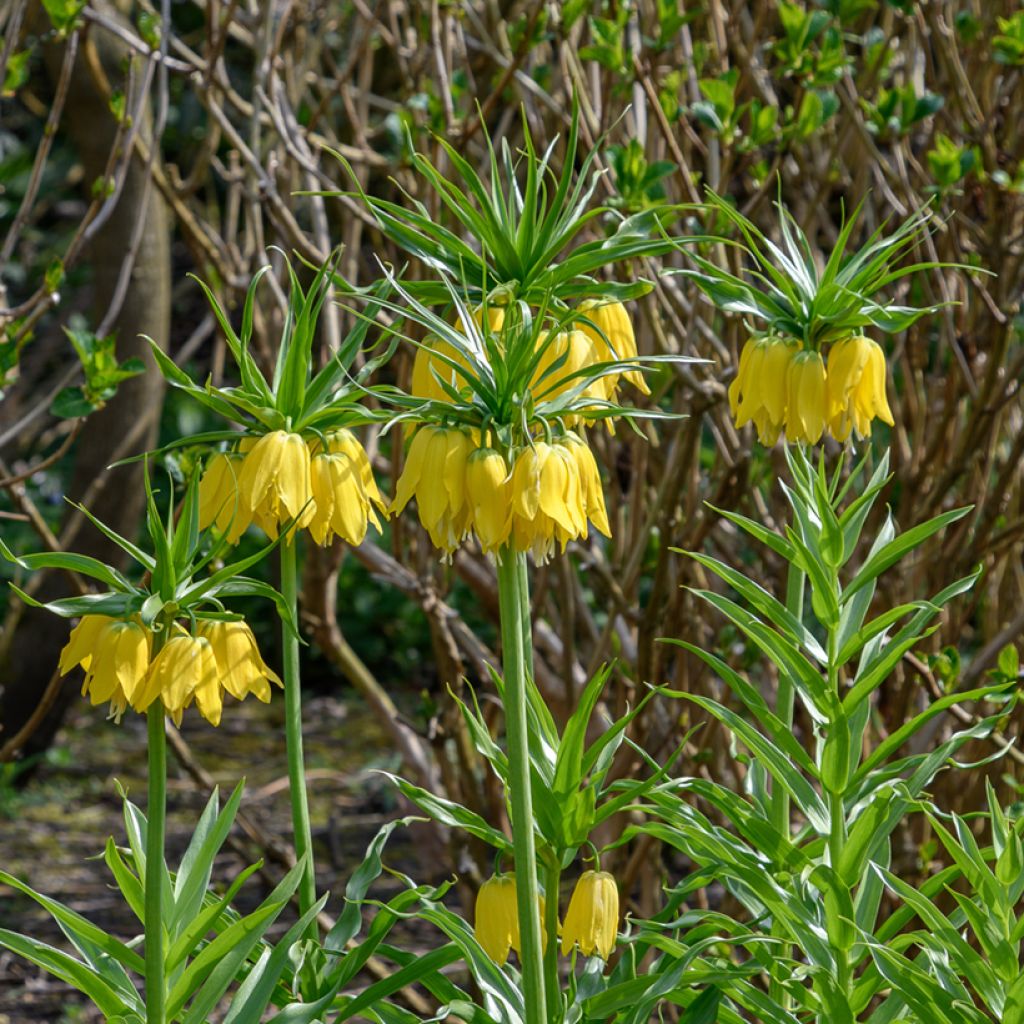 Fritillaria imperialis Lutea - Corona imperiale