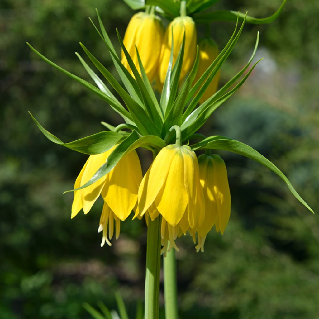 Fritillaria imperialis Lutea - Corona imperiale