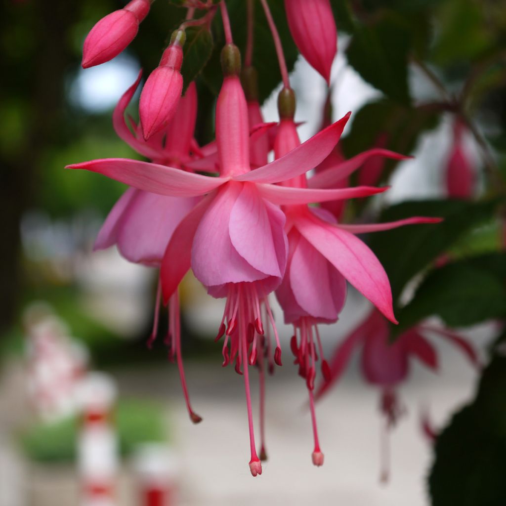 Fuchsia Beacon rosa - Fucsia