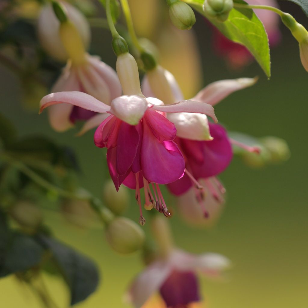 Fuchsia Fuchsia Bella Rosella - Fucsia