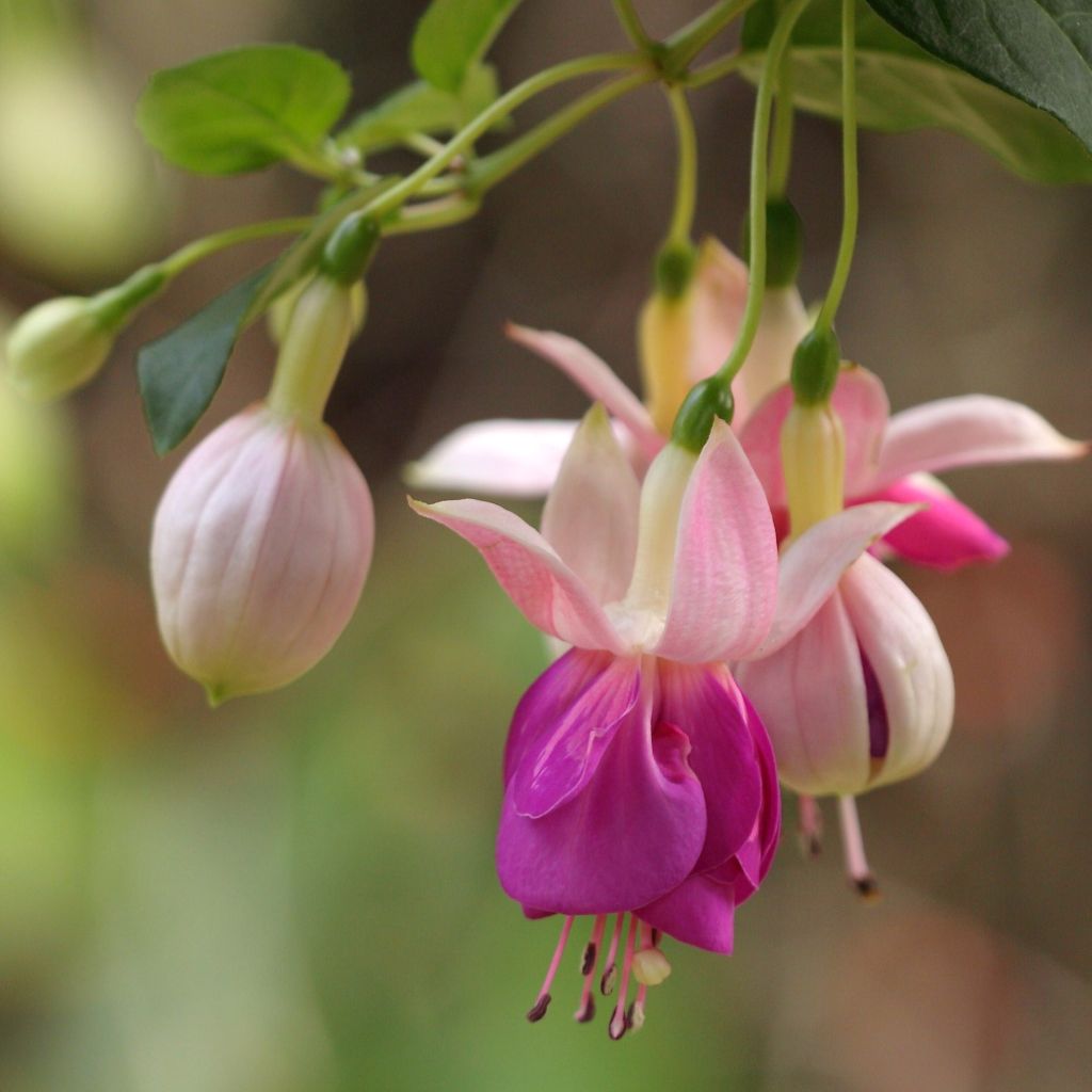 Fuchsia Fuchsia Bella Rosella - Fucsia