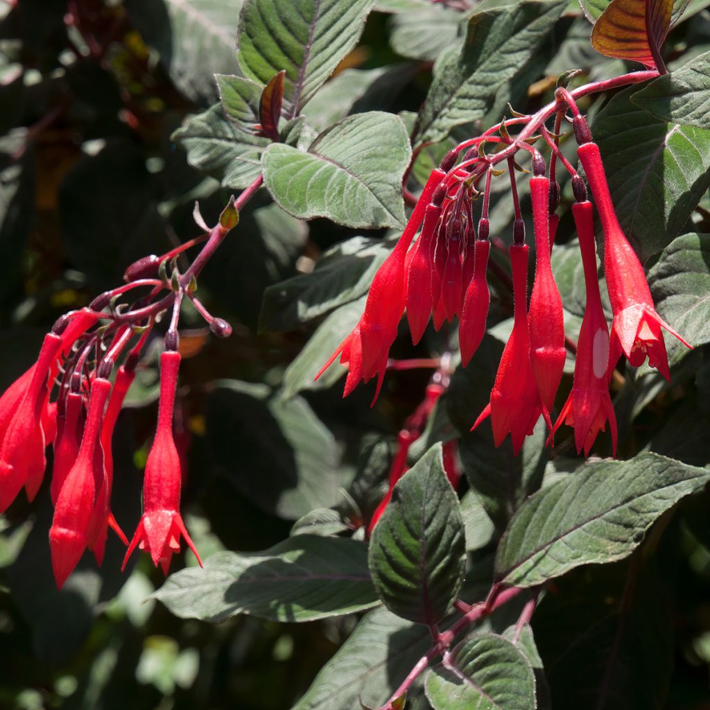 Fuchsia triphylla Bush Gartenmeister Bonstedt - Fucsia