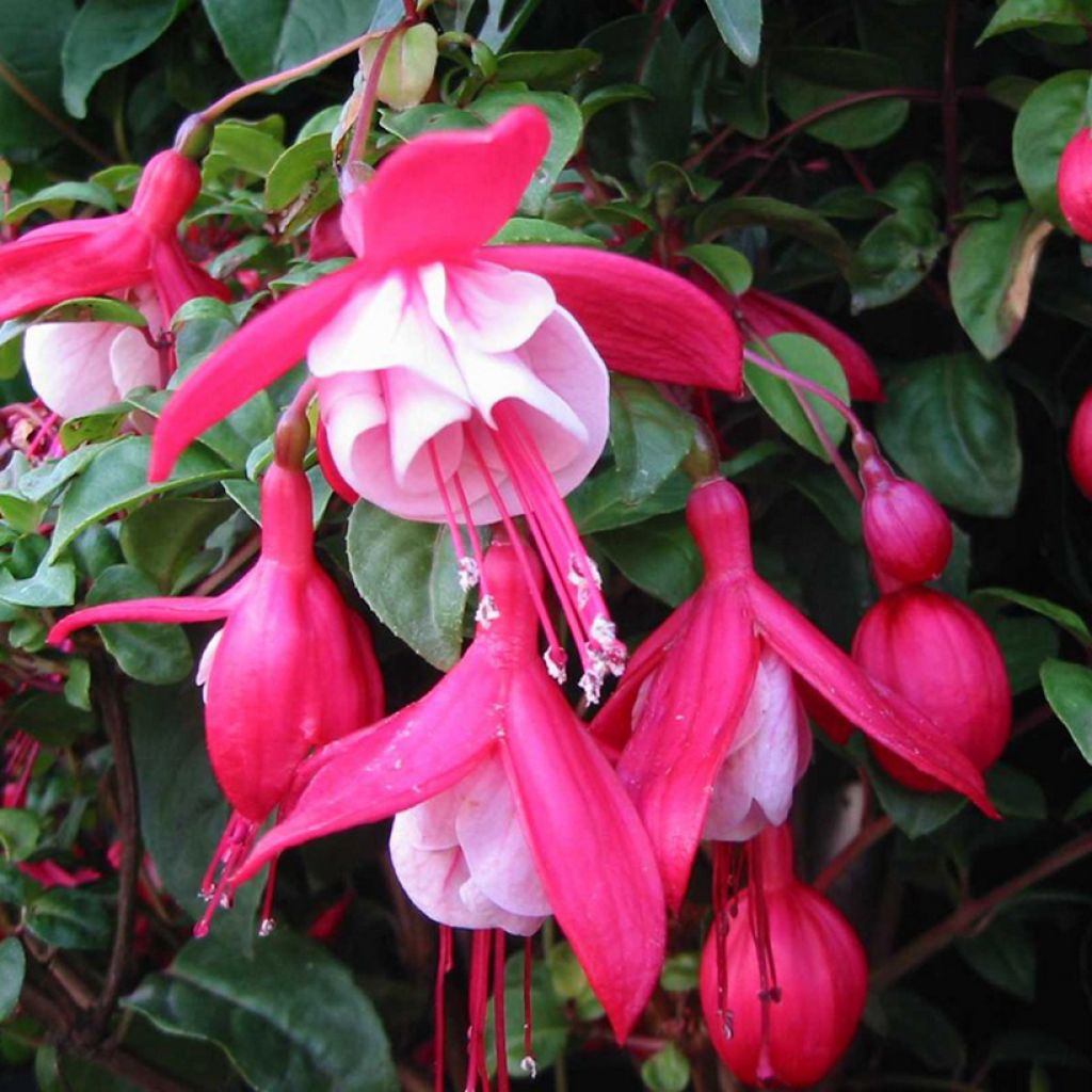 Fuchsia Connie - Fucsia