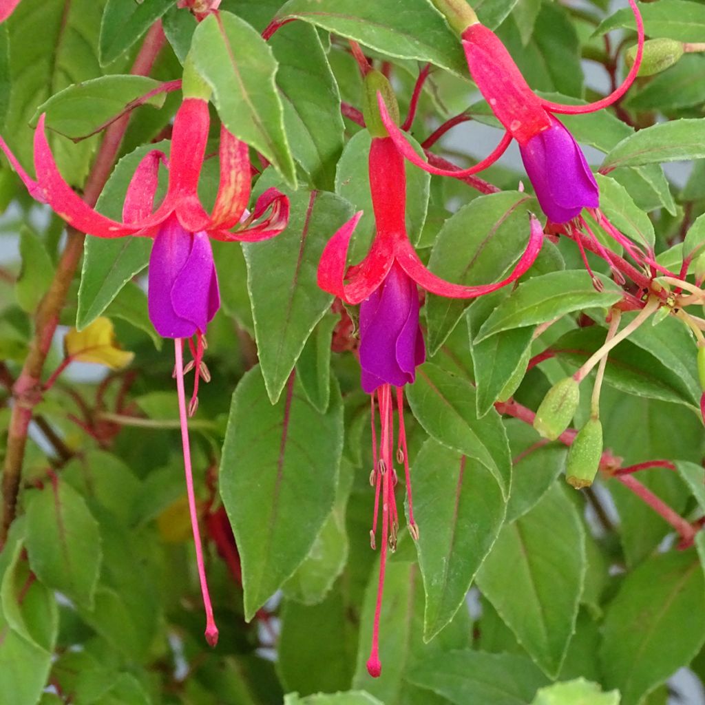 Fuchsia magellanica Genii - Fucsia