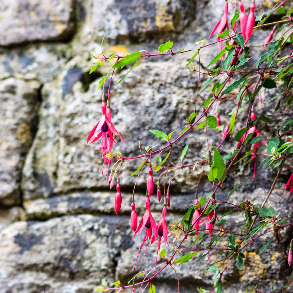 Fuchsia Mrs Popple - Fucsia