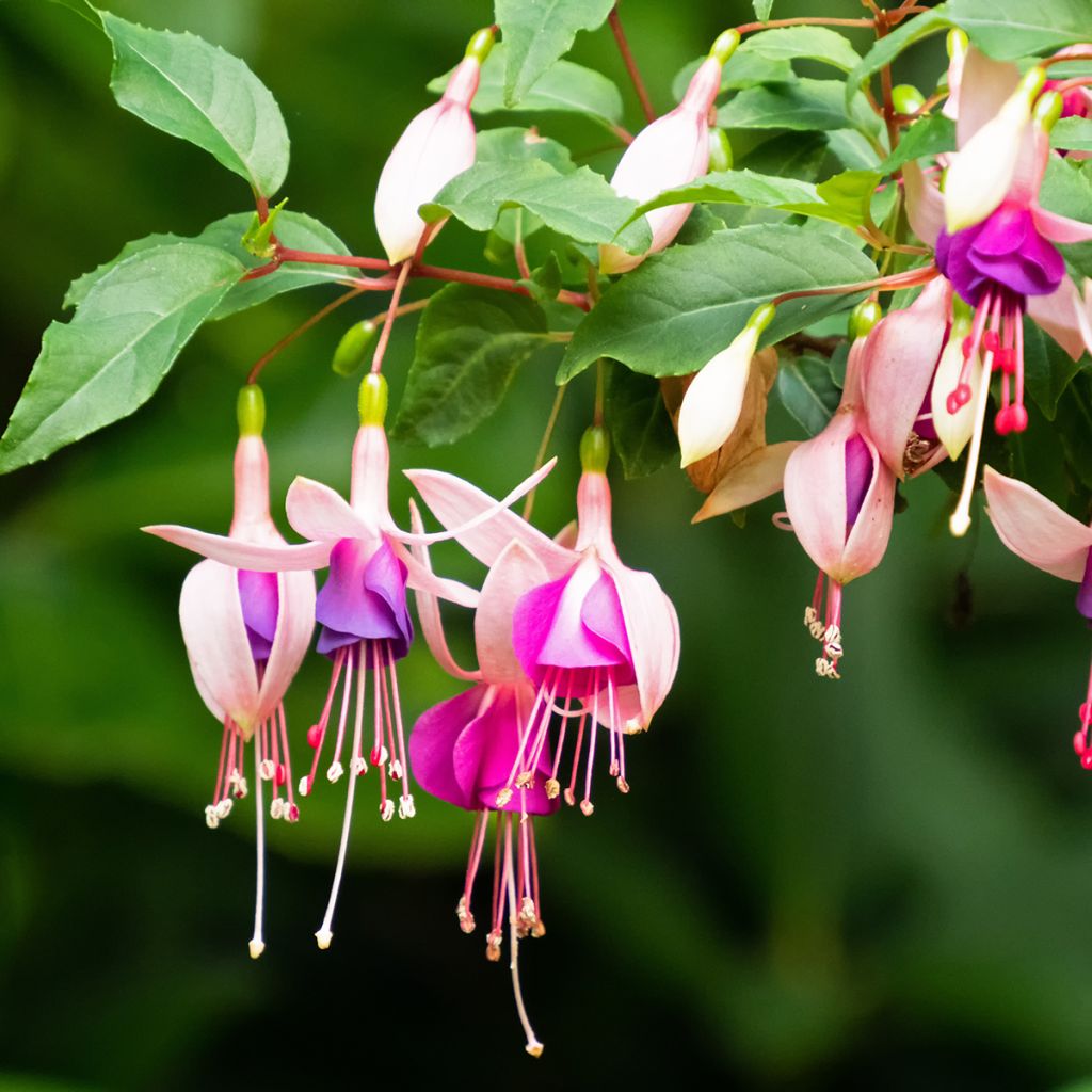 Fuchsia Summermelody Sunmarcos Rose-Blue - Fucsia