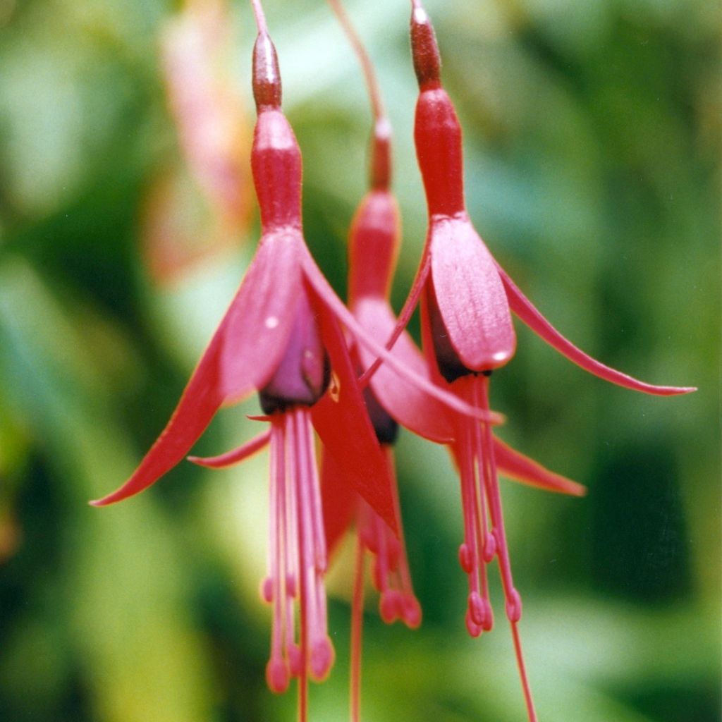 Fuchsia brevilobis - Fucsia