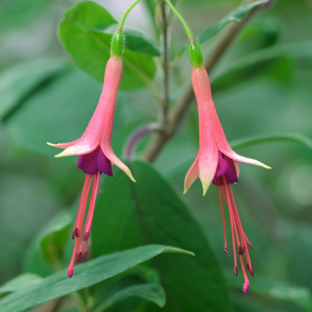Fuchsia brevilobis - Fucsia