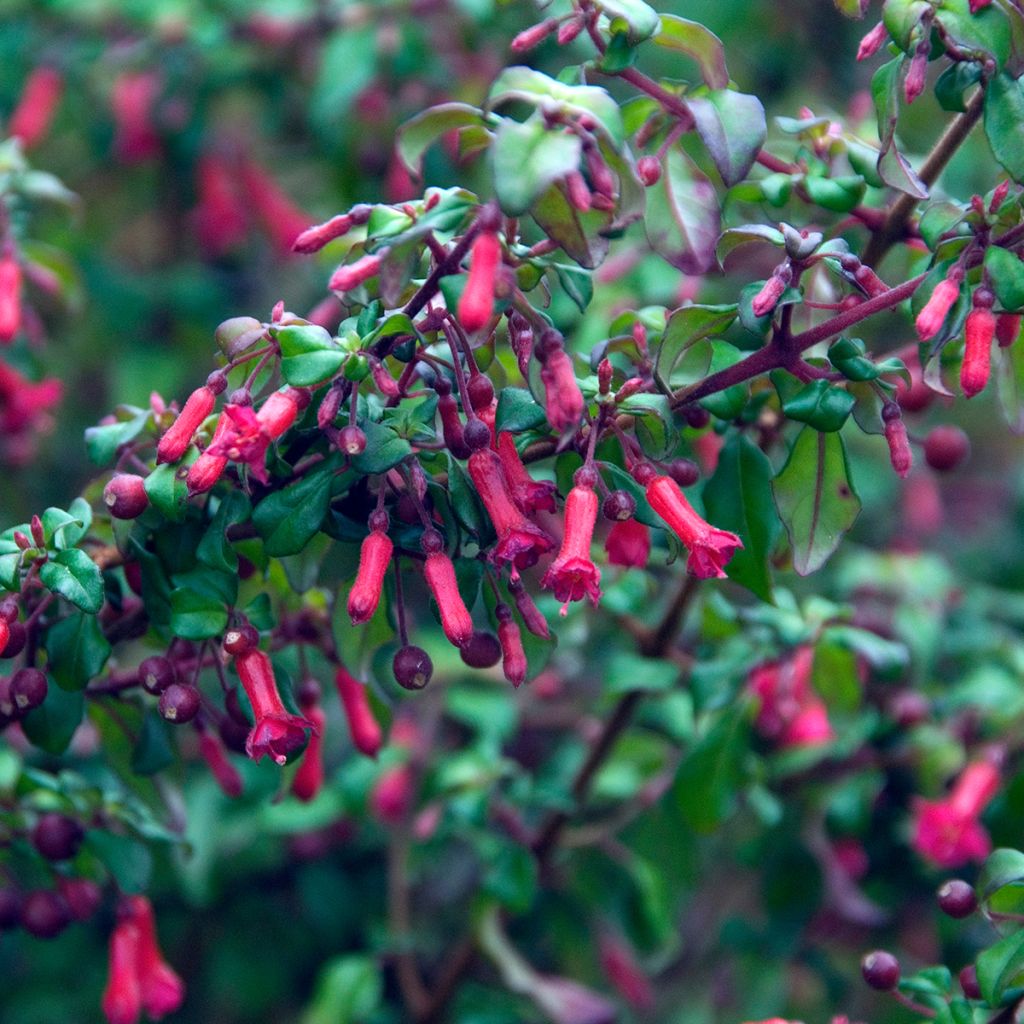 Fuchsia microphylla subsp. hemschleiana ssp. hemschleiana - Fucsia