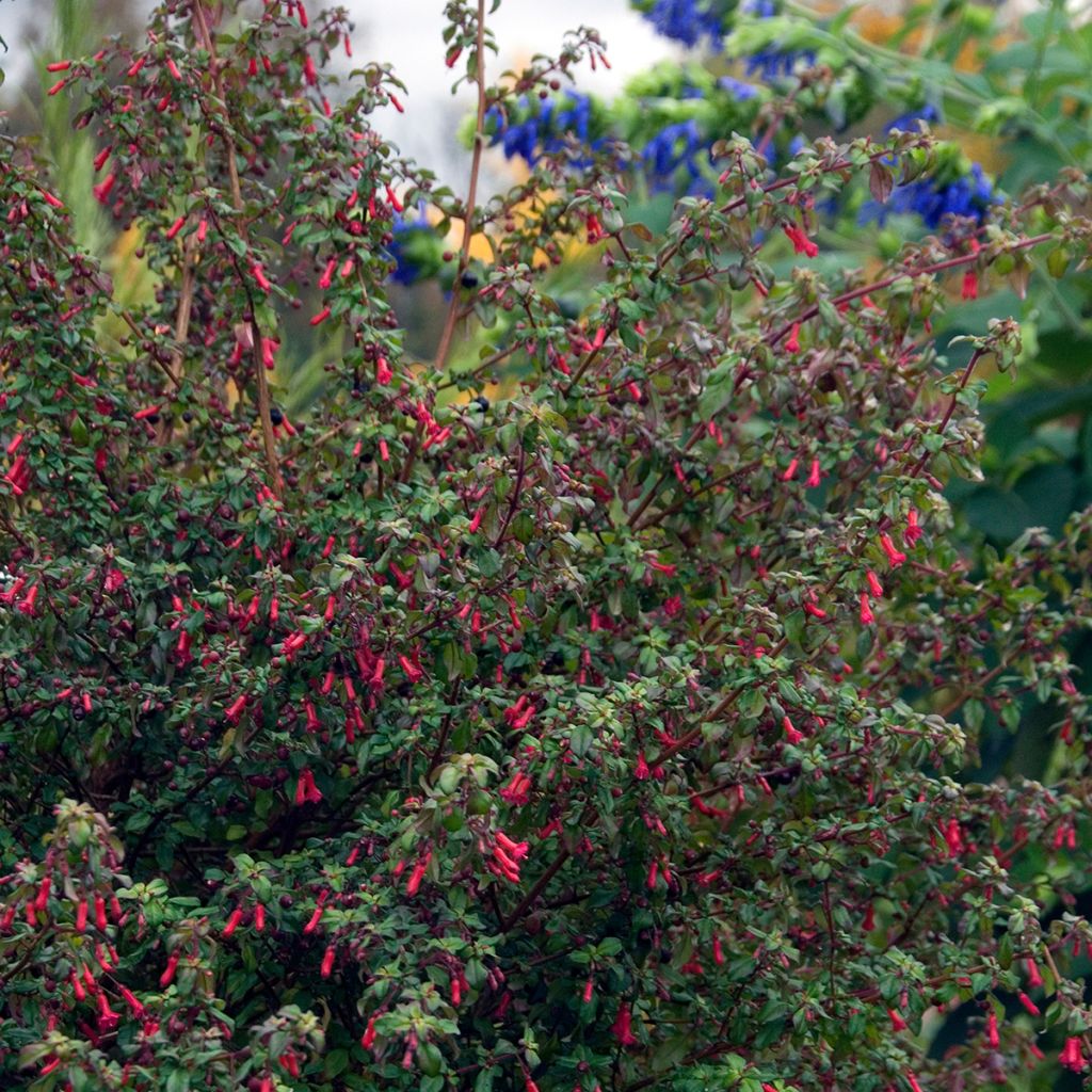 Fuchsia microphylla subsp. hemschleiana ssp. hemschleiana - Fucsia