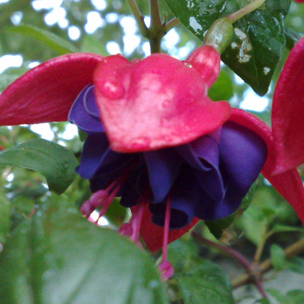 Fuchsia Dark Eyes - Fucsia