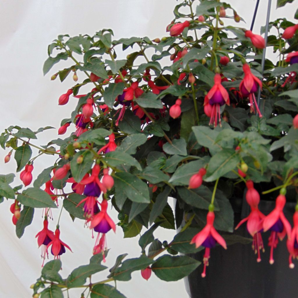 Fuchsia Mrs Popple - Fucsia