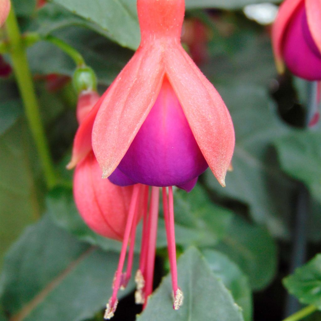 Fuchsia Mrs Popple - Fucsia