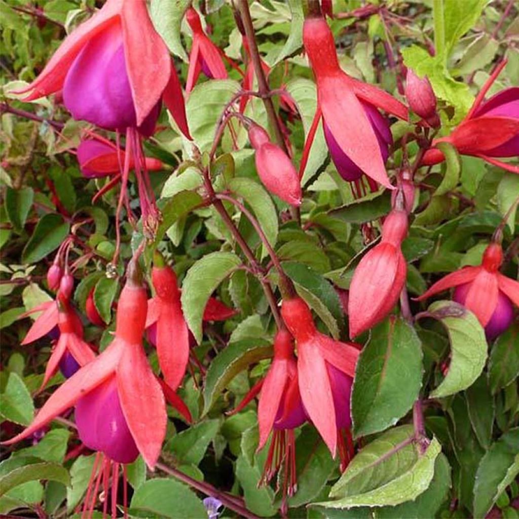Fuchsia Mrs Popple - Fucsia