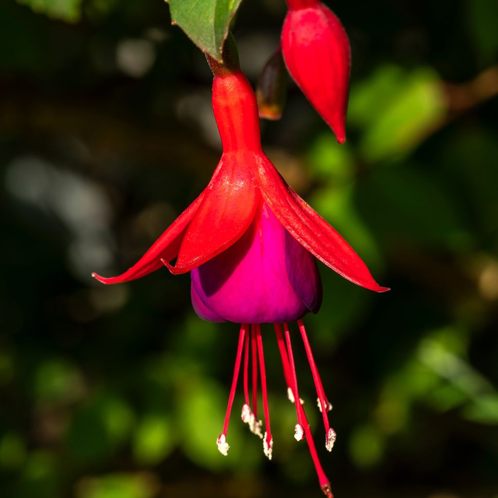 Fuchsia Mrs Popple - Fucsia