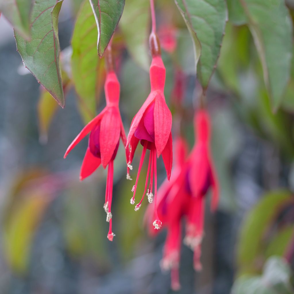 Fuchsia Mrs Popple - Fucsia