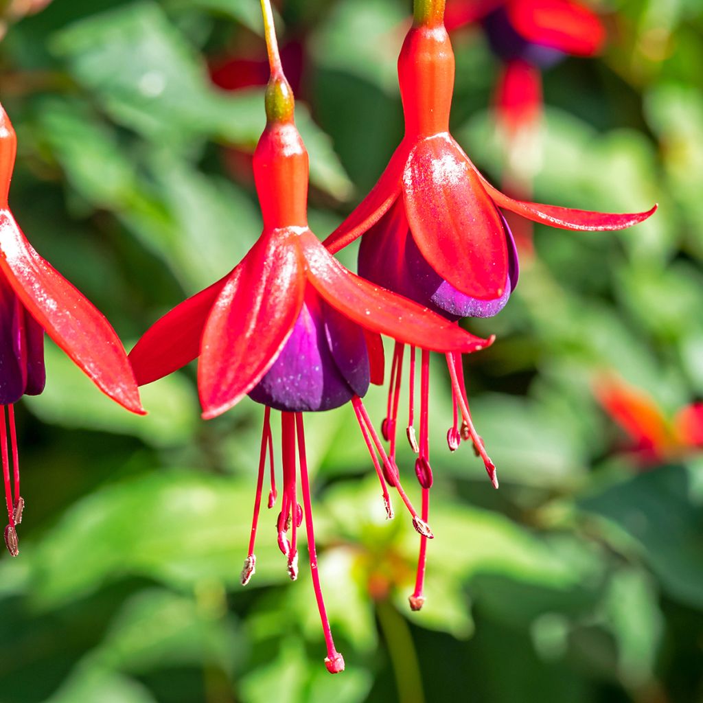 Fuchsia Mrs Popple - Fucsia