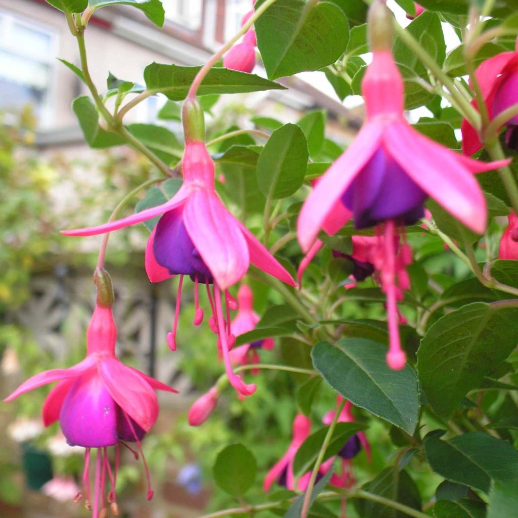 Fuchsia Tom Thumb - Fucsia