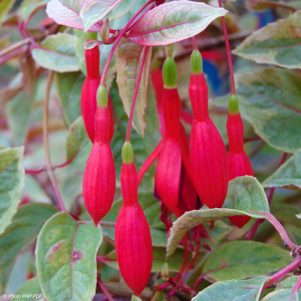 Fuchsia Tom West - Fucsia