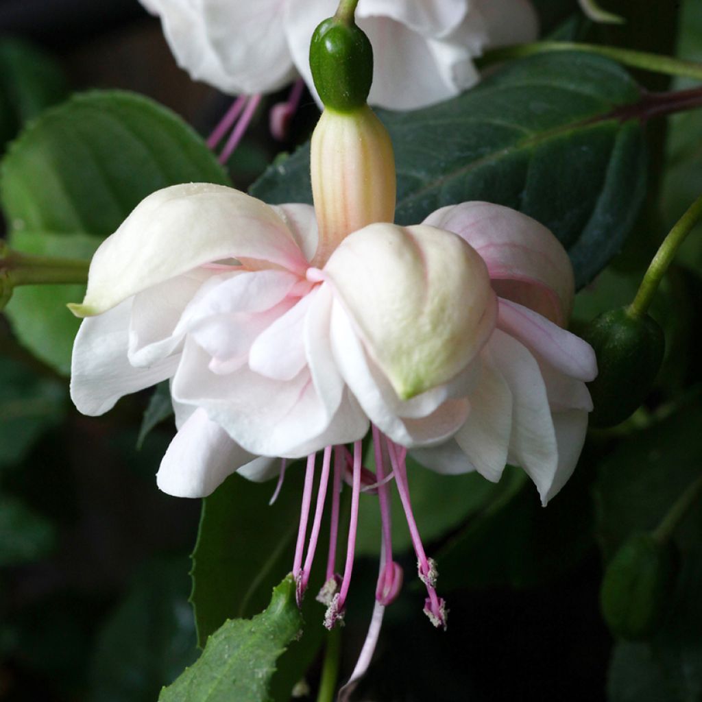 Fuchsia White King - Fucsia