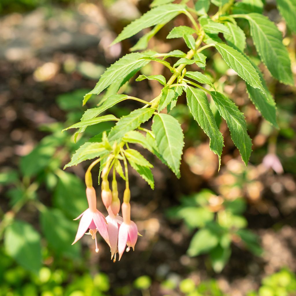 Fuchsia Whiteknights Pearl - Fucsia